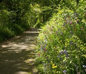 June flowers on the cyclepath to Tavistock