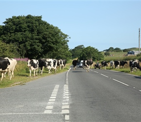 You can tell you're in a farming area when cows take precidence on the A595