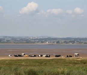 Cattle laying on the sands close to Bowness