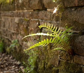 The light hit the fern just right on one of the many stone bridges you will cross